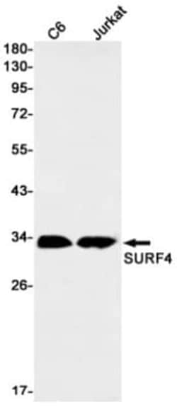 SURF4 Antibody (S07-1F1), Novus Biologicals 100 &mu;g; Unconjugated:Antibodies,