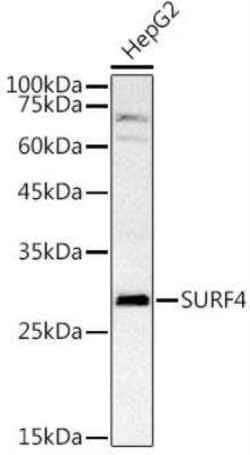 SURF4 Antibody - Azide and BSA Free, Novus Biologicals:Antibodies:Primary