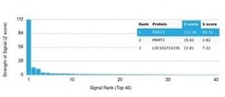 SURF5 Antibody (PCRP-MED22-1E4) - Azide and BSA Free, Novus Biologicals
