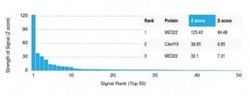 SURF5 Antibody (PCRP-MED22-2A7) - Azide and BSA Free, Novus Biologicals