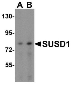 SUSD1 Antibody - BSA Free, Novus Biologicals 0.025 mg:Antibodies, Polyclonal