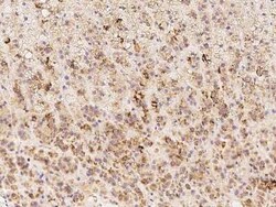 SUSD3 Antibody, Novus Biologicals 50 &mu;g, Unconjugated:Antibodies, Polyclonal