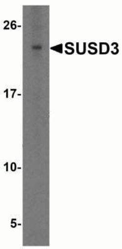 SUSD3 Antibody - BSA Free, Novus Biologicals 0.1 mg | Buy Online | Novus Biologicals | Fisher Scientific