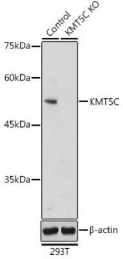 SUV420H2 Antibody - Azide and BSA Free, Novus Biologicals 0.1 mL; Unconjugated:Anticorps,