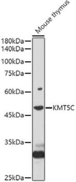 SUV420H2 Antibody - Azide and BSA Free, Novus Biologicals 0.1 mL; Unconjugated:Anticorps,