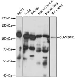 SUV420h1 Antibody - Azide and BSA Free, Novus Biologicals:Antibodies:Primary