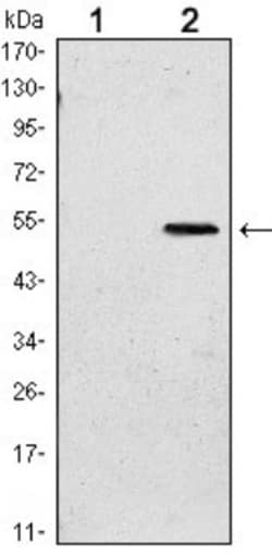 SUZ12 Antibody (3D10) - BSA Free, Novus Biologicals 0.025 mL; Unconjugated:Antibodies,