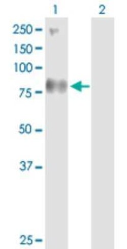 SV2B Antibody, Novus Biologicals 0.1 mg | Buy Online | Novus Biologicals | Fisher Scientific