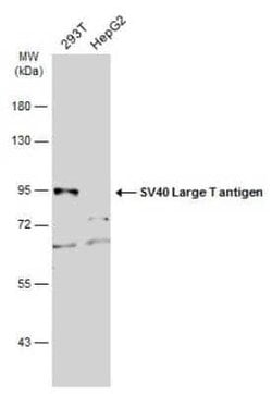 SV40 T-antigen Antibody, Novus Biologicals 100 &mu;g; Unconjugated:Antibodies,