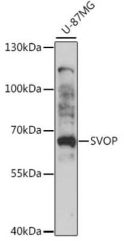 SVOP Antibody - Azide and BSA Free, Novus Biologicals 0.1 mL; Unconjugated:Antibodies,