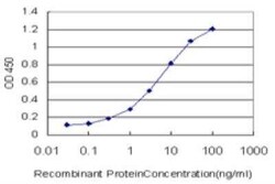 SWAP70 Antibody (3H8), Novus Biologicals 100 &mu;g | Buy Online | Novus Biologicals | Fisher Scientific