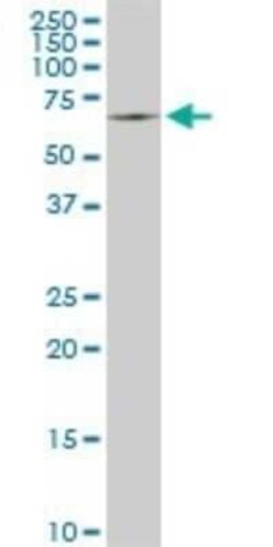 SWAP70 Antibody (3H8), Novus Biologicals 100 &mu;g | Buy Online | Novus Biologicals | Fisher Scientific