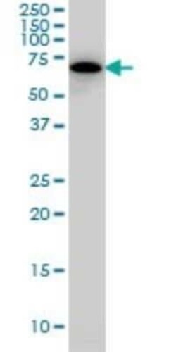 SWAP70 Antibody (3H8), Novus Biologicals 100 &mu;g | Buy Online | Novus Biologicals | Fisher Scientific