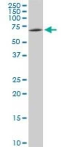 SWAP70 Antibody (3H8), Novus Biologicals 100 &mu;g | Buy Online | Novus Biologicals | Fisher Scientific