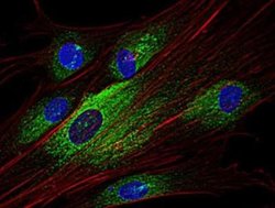SYK Antibody (SYK-01) - BSA Free, Novus Biologicals 0.1 mg | Buy Online | Novus Biologicals | Fisher Scientific