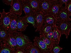 SYK Antibody (SYK-01) - BSA Free, Novus Biologicals 0.1 mg | Buy Online | Novus Biologicals | Fisher Scientific