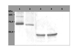SYK Antibody (SYK-01) - BSA Free, Novus Biologicals 0.1 mg | Buy Online | Novus Biologicals | Fisher Scientific