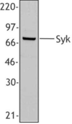 SYK Antibody (SYK-01), Novus Biologicals 0.05 mg | Buy Online | Novus Biologicals | Fisher Scientific