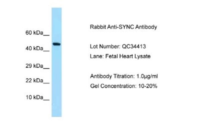 SYNC Rabbit anti-Human, Polyclonal, Novus Biologicals 0.1ml ...