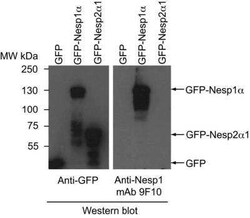 SYNE1 Antibody (9F10) - BSA Free, Novus Biologicals 0.1 mg | Buy Online | Novus Biologicals | Fisher Scientific