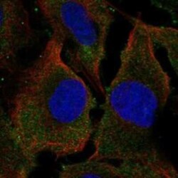 SYPL2 Rabbit anti-Human, Polyclonal, Novus Biologicals 100 &mu;g; Unconjugated:Antibodies,