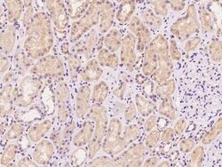 SYS1 Antibody, Novus Biologicals:Antibodies:Primary Antibodies