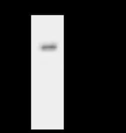 SYT11 Antibody, Novus Biologicals 100 &mu;g, Unconjugated:Antibodies, Polyclonal