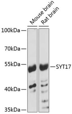 SYT17 Antibody - Azide and BSA Free, Novus Biologicals:Antibodies:Primary