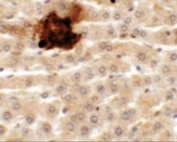 SYTL5 Antibody - BSA Free, Novus Biologicals 0.1 mg; Unconjugated:Antibodies,
