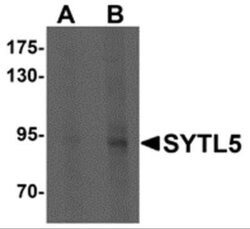 SYTL5 Antibody - BSA Free, Novus Biologicals 0.1 mg; Unconjugated:Antibodies,