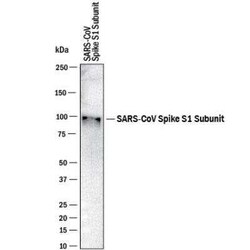 SARS Spike Protein Antibody (16F1071R) - BSA Free, Novus Biologicals 0.1