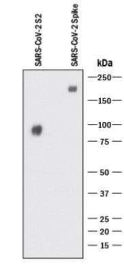 SARS Spike Protein Antibody (17F706R) - BSA Free, Novus Biologicals:Antibodies:Primary