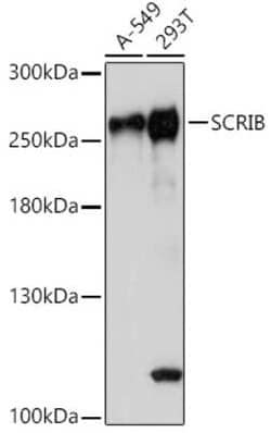 Scribble Antibody - Azide and BSA Free, Novus Biologicals:Antibodies:Primary