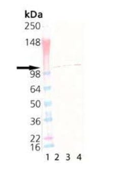 Sec8 Antibody (14G1), Novus Biologicals:Antibodies:Primary Antibodies
