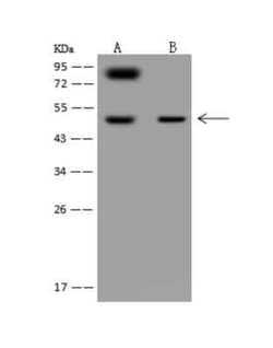 Secretin R Antibody, Novus Biologicals:Antibodies:Primary Antibodies