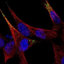 Secretogranin 3 Antibody, Novus Biologicals 25 &mu;L, Unconjugated:Antibodies,