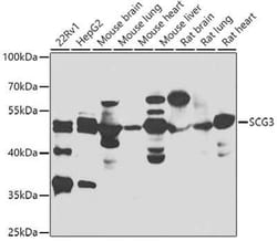 Secretogranin 3 Antibody - BSA Free, Novus Biologicals:Antibodies:Primary