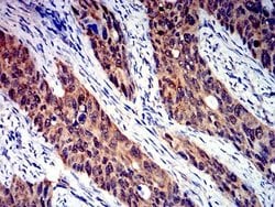 Semaphorin 4D/CD100 Antibody (5H6E3) - BSA Free, Novus Biologicals 0.025