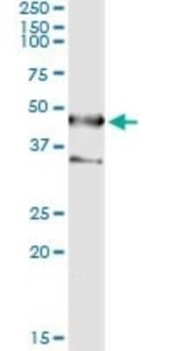 Septin-1 Antibody (1F12), Novus Biologicals 0.1 mg | Buy Online | Novus Biologicals | Fisher Scientific