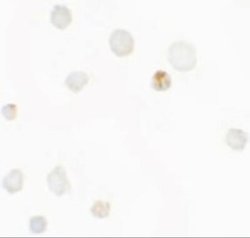 Septin-1 Antibody - BSA Free, Novus Biologicals 0.1 mg; Unconjugated:Antibodies,