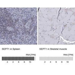 Septin-1 Rabbit anti-Human, Polyclonal, Novus Biologicals 100 &mu;g; Unconjugated:Antibodies,