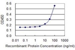 Septin-2 Antibody (2F8), Novus Biologicals 0.1 mg, Unconjugated:Antibodies,