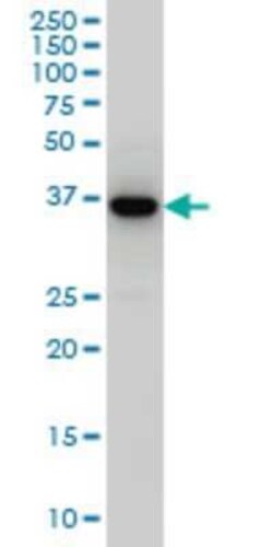 Septin-3 Antibody (4D8), Novus Biologicals 0.1 mg | Buy Online | Novus Biologicals | Fisher Scientific