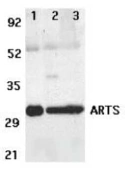 Septin-4 Antibody - BSA Free, Novus Biologicals 0.025 mg; Unconjugated:Antibodies,