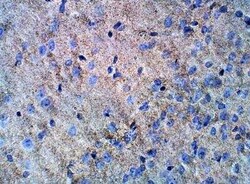 Septin-5 Antibody, Novus Biologicals 100 &mu;g; Unconjugated:Antibodies,