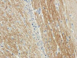 Septin-5, Mouse anti-Human,Rat,Rabbit, Clone: SP18, Novus Biologicals:Antibodies:Primary