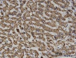 Septin-6 Antibody (1D6), Novus Biologicals 0.1 mg | Buy Online | Novus Biologicals | Fisher Scientific
