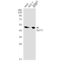 Septin-7 Rabbit anti-Human, Mouse, Rat, Clone: S09-6A1, Novus Biologicals