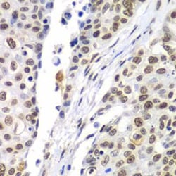 Septin-7 Antibody - BSA Free, Novus Biologicals:Antibodies:Primary Antibodies
