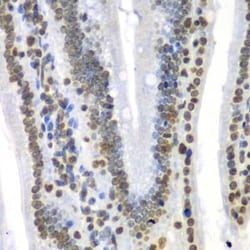 Septin-7 Antibody - BSA Free, Novus Biologicals:Antibodies:Primary Antibodies